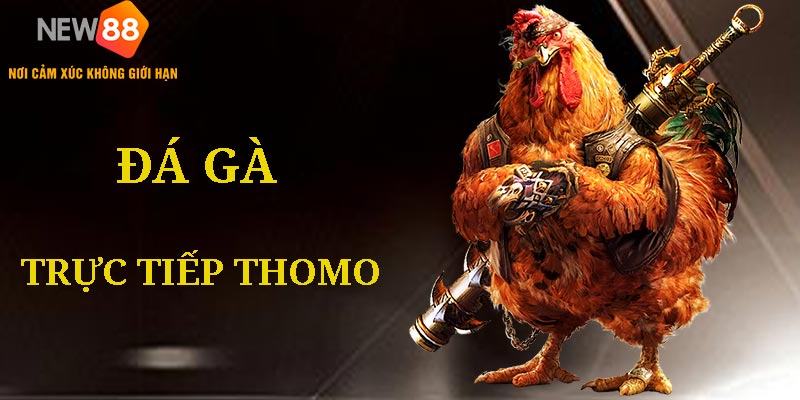 Đá Gà Trực Tiếp Thomo