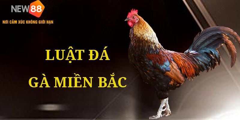 Luật Đá Gà Miền Bắc