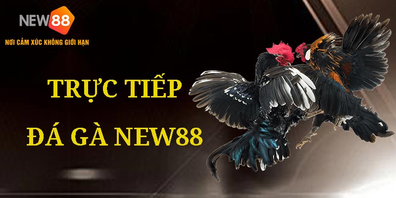 Trực tiếp đá gà NEW88